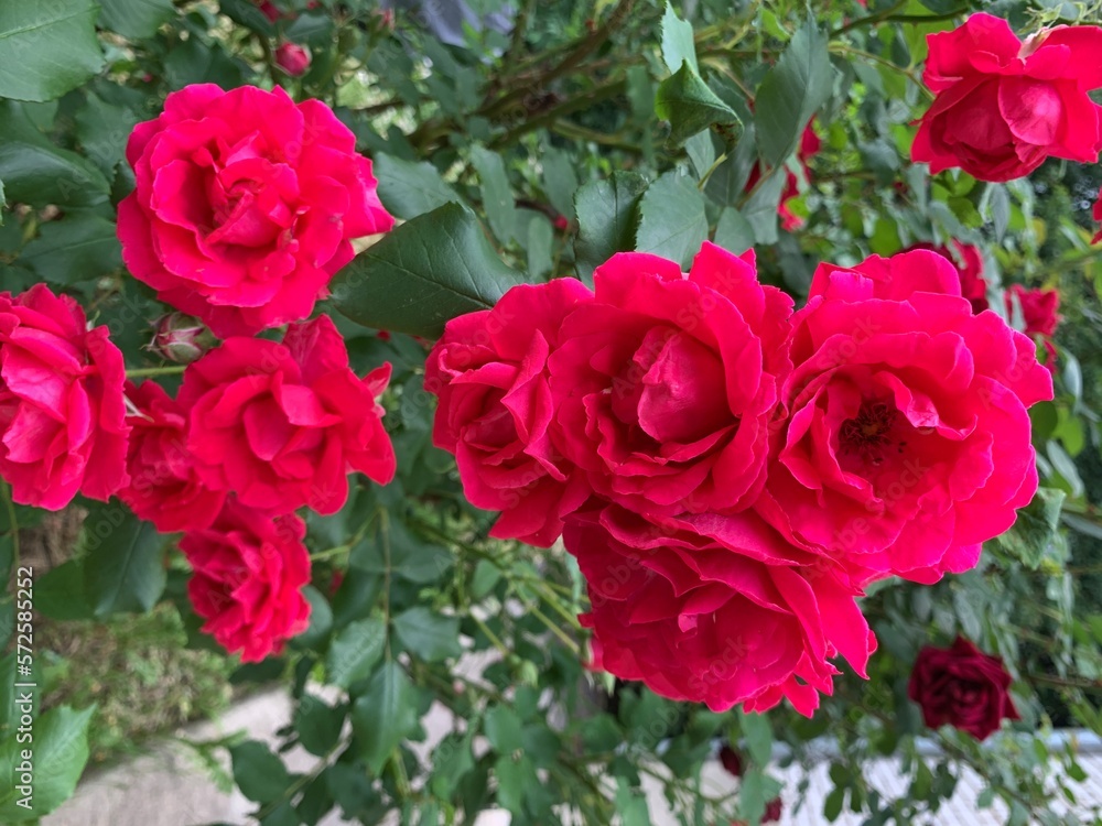 Garden red rose. Bush of fragrant roses outdoors. Image of beautiful nature Garden red rose. Bush of fragrant roses outdoors. Image of beautiful nature