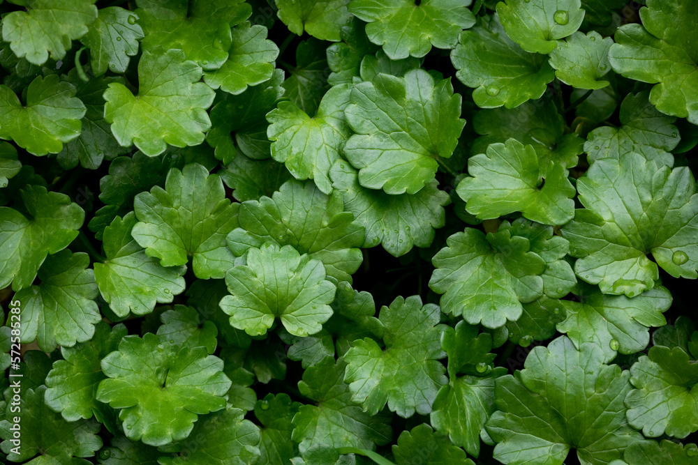 Close up of Hydrocotyle sibthorpioides (lawn marsh pennywort). Background and texture. Close up of Hydrocotyle sibthorpioides (lawn marsh pennywort). Background and texture.