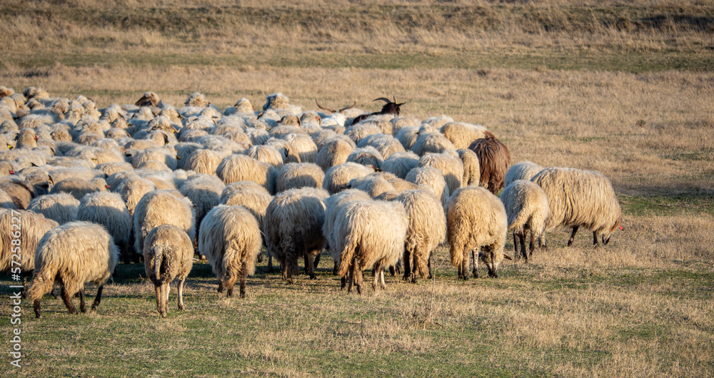 Fototapeta premium flock of sheep in field in sunset light
