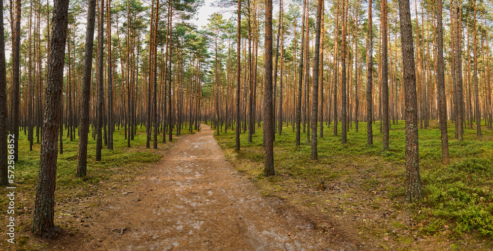 A road in a coniferous forest in Roztocze A road in a coniferous forest in Roztocze