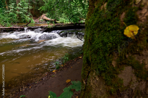 A fragment of the Tanew River between moss covered trees
