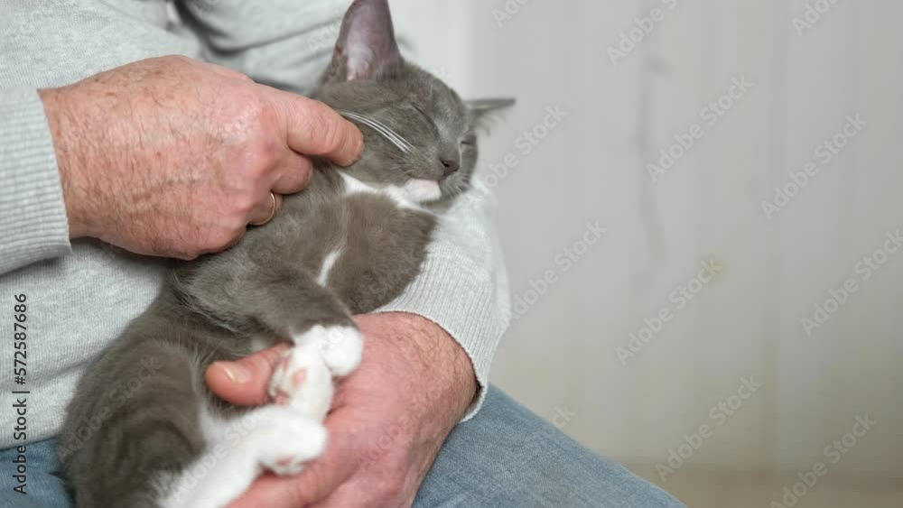 Elderly man sits and strokes a cat, feline therapy. Old man stroking a Pet cat. Happy senior male holding a cat in his lap, relaxing at home. Grandfather playing with a kitten on his wrinkled hands Elderly man sits and strokes a cat, feline therapy. Old man stroking a Pet cat. Happy senior male holding a cat in his lap, relaxing at home. Grandfather playing with a kitten on his wrinkled hands