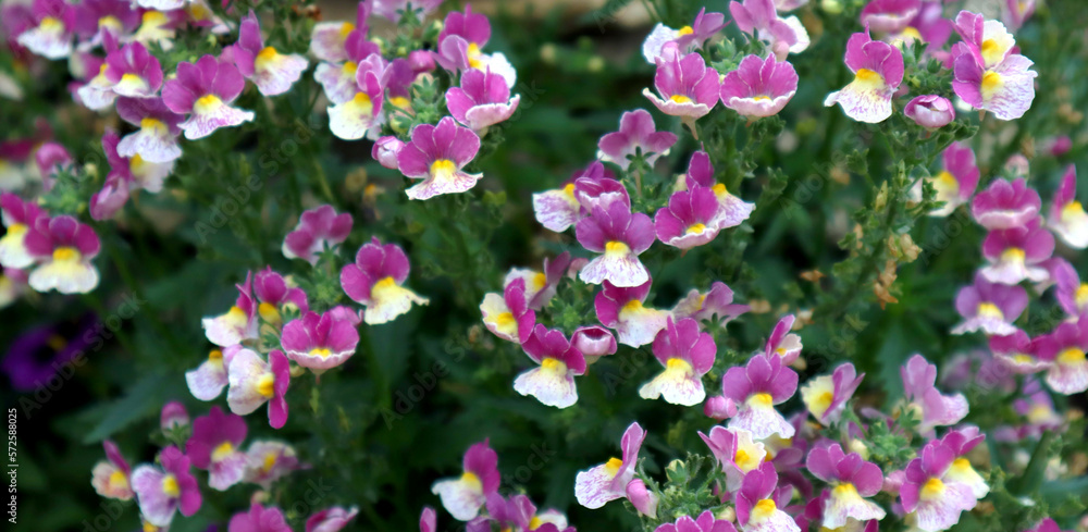 Fototapeta premium Banner. Beautiful pink and white flowers on a green background. Close-up. Selective focus. Copyspace