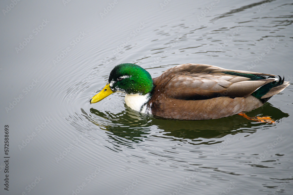 Obraz premium Stockente