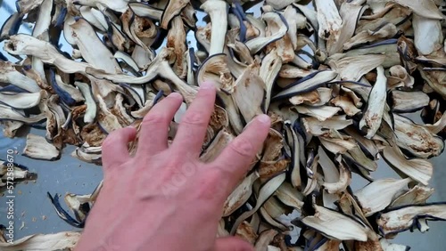 Wallpaper Mural Sliced dry aubergines dried in the sun, dried eggplant slices, drying eggplant, dried foods, Torontodigital.ca