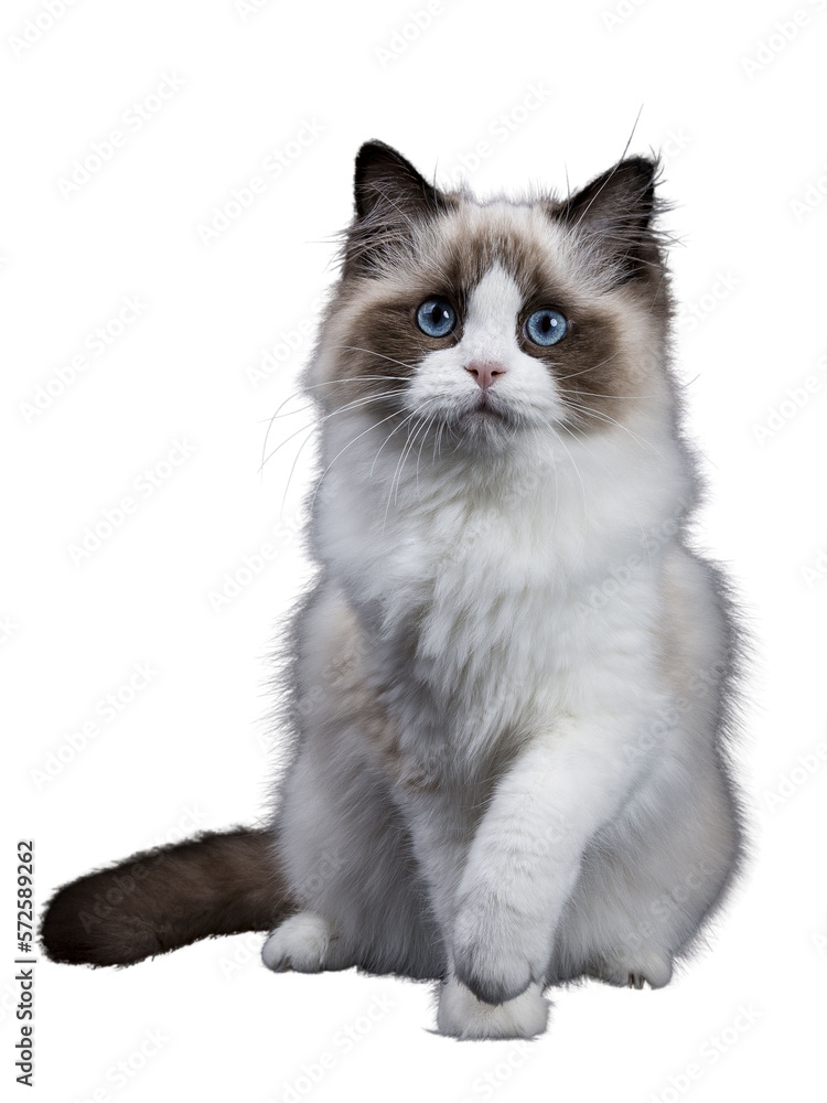 Young adult Ragdoll cat sitting frontal isolated cutout on transparent background FROM DARK BACKGROUND with paw tilted Young adult Ragdoll cat sitting frontal isolated cutout on transparent background FROM DARK BACKGROUND with paw tilted