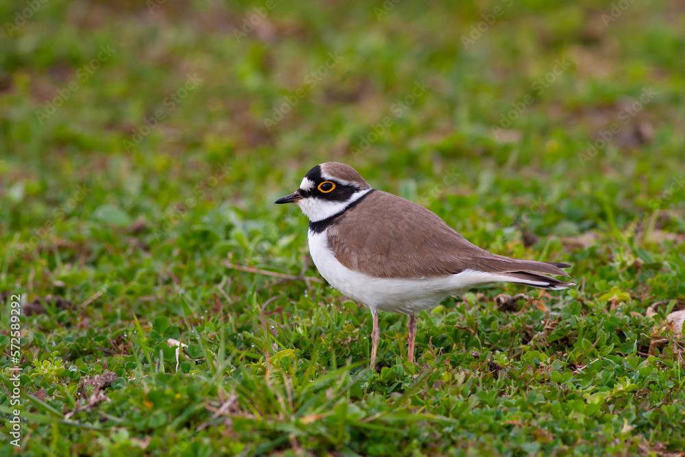 Charadrius dubius (little-ringed plover) posting in nature of Turkey Charadrius dubius (little-ringed plover) posting in nature of Turkey