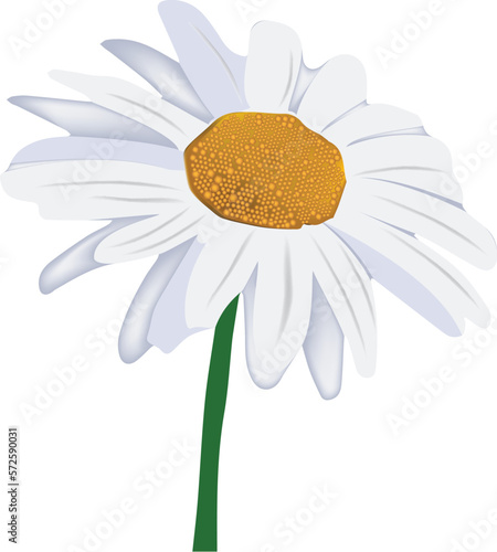 White Daisy Flower with green stem-White Daisy Flower with green stem-