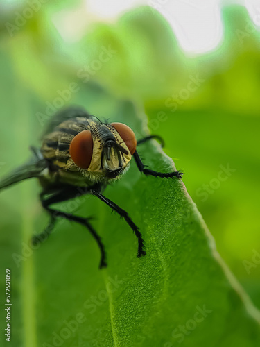 Fly sitting on leafs