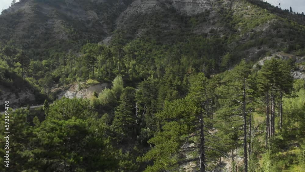 Drone video flying near over pine trees on a wild forest at Mount Gramos Greece panning left Drone video flying near over pine trees on a wild forest at Mount Gramos Greece panning left