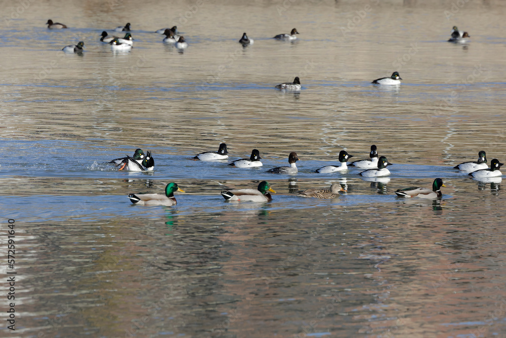Flock of common goldeneye (Bucephala clangula) and greater scaup (Aythya marila) on the river