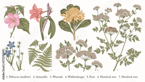 Botany. Set tropical exotic realistic isolated flowers. Amaryllis Waratah Hibiscus Wahlenbergia Fern Hemlock tree. Nature Australia victorian vintage retro. Drawing engraving. Vector Illustration