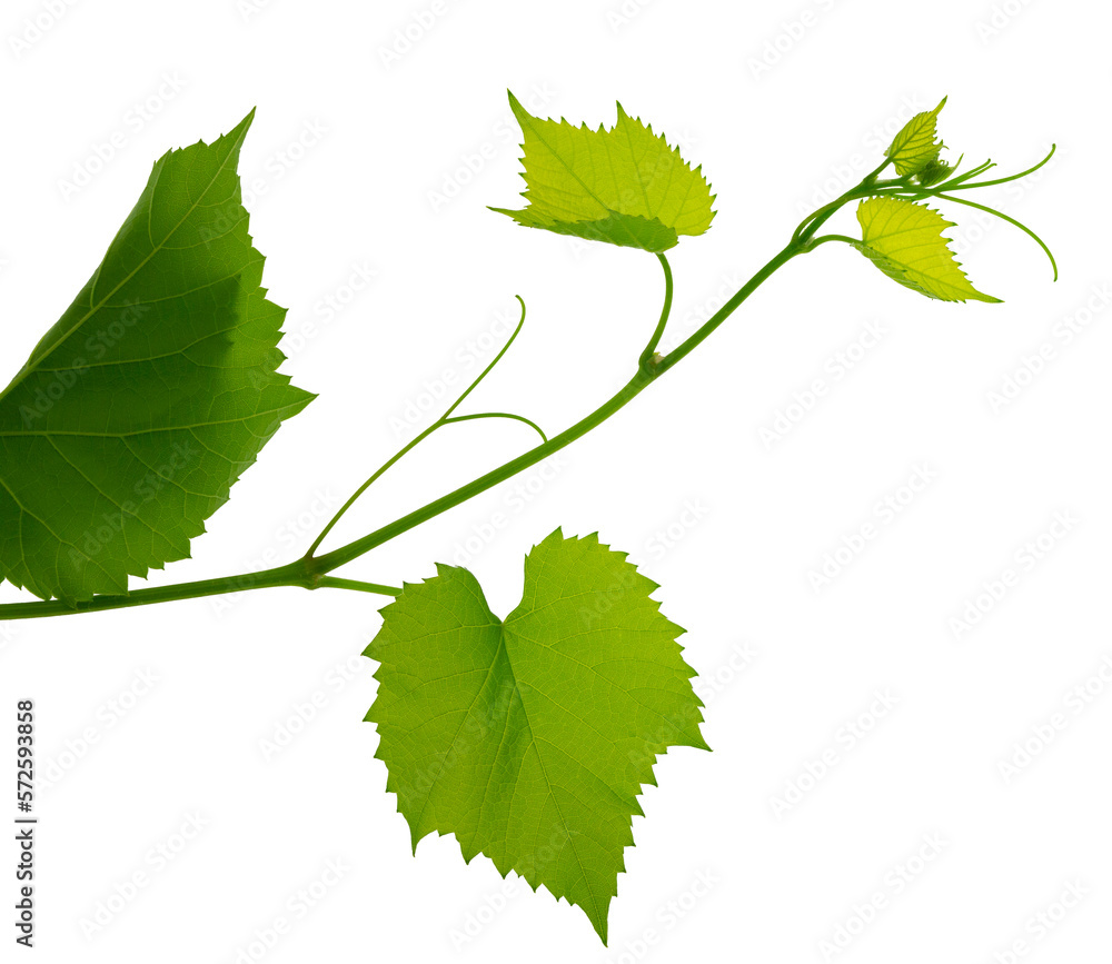 Greenery. Vine branch, isolated without shadow. Traditional winery culture and winemaker business. Greenery. Vine branch, isolated without shadow. Traditional winery culture and winemaker business.