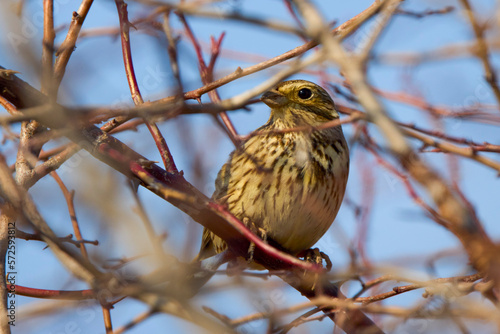 Yellowhammer bird (Emberiza citrinella) perched on hawthorn bush