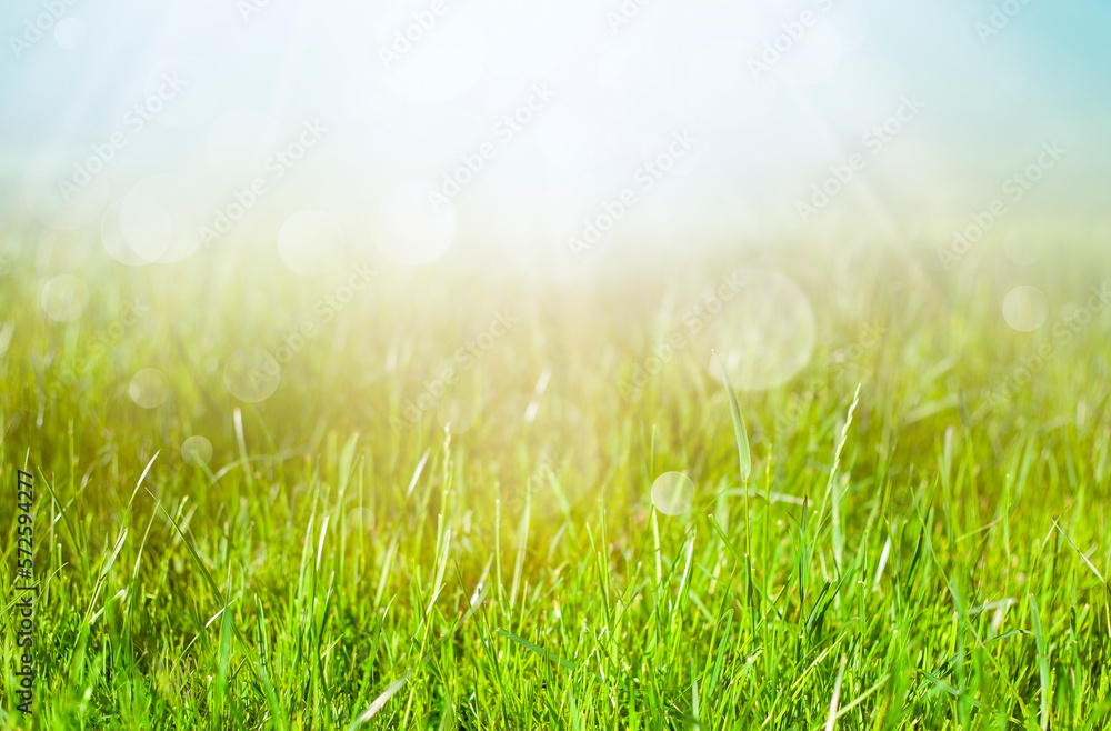 field in sunlight with bokeh. summer background