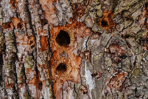 lot of holes made by a woodpecker in a tree from a avenue