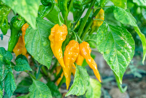 Field of hot chili pepper