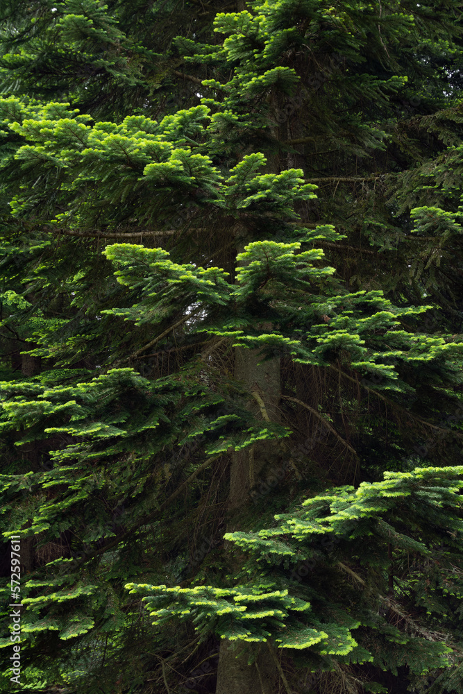 Pacific silver fir (Abies amabilis) branches, lush green needles, textured background. Pacific silver fir (Abies amabilis) branches, lush green needles, textured background.