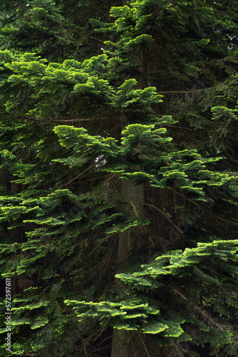 Pacific silver fir (Abies amabilis) branches, lush green needles, textured background.