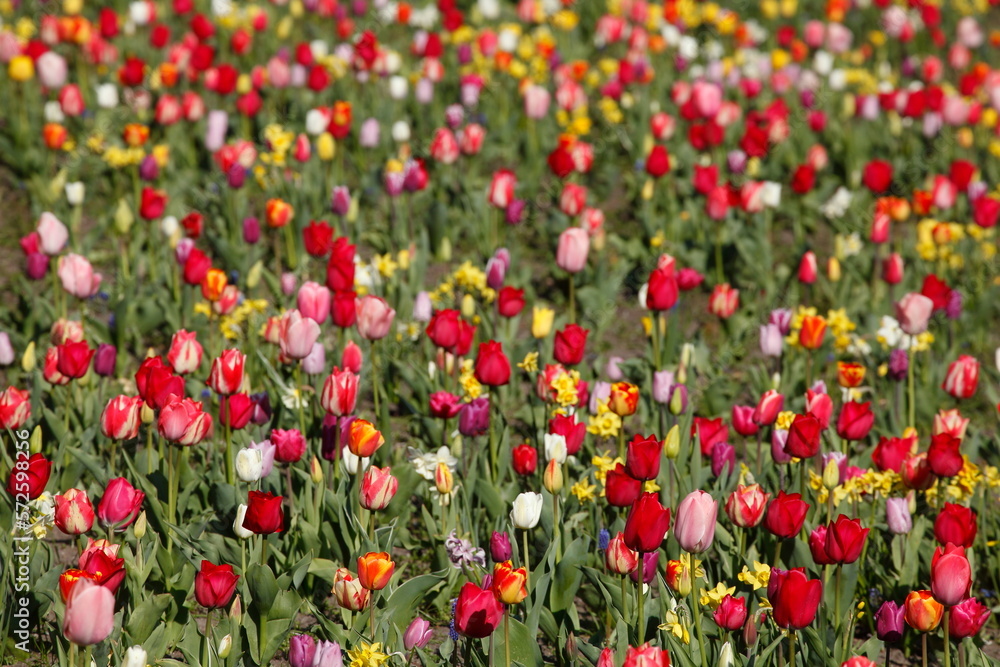 Bunt blühendeTulpen,  (Tulipa), Blumenbeet, Deutschland