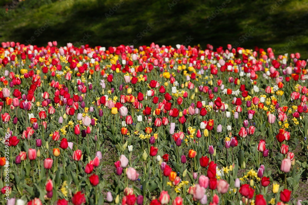 Bunt blühendeTulpen, (Tulipa), Blumenbeet, Deutschland Bunt blühendeTulpen, (Tulipa), Blumenbeet, Deutschland