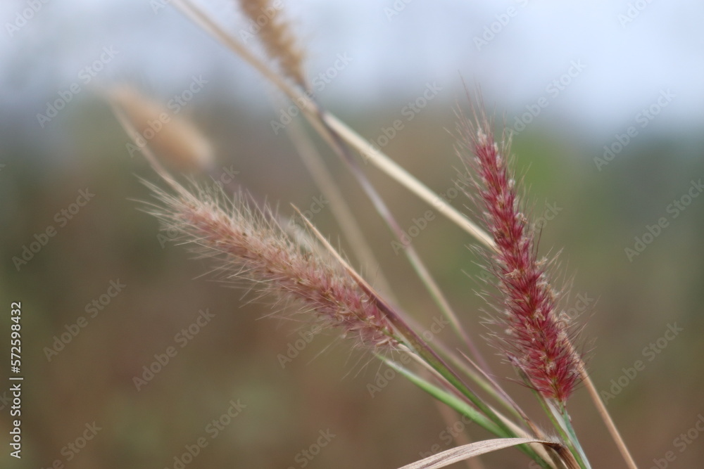Chinese fountain grass (Pennisetum) with seeds in the sun in front of blurry background