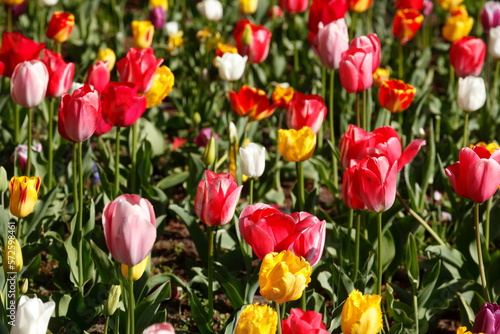 Bunt bl  hendeTulpen    Tulipa   Blumenbeet  Deutschland
