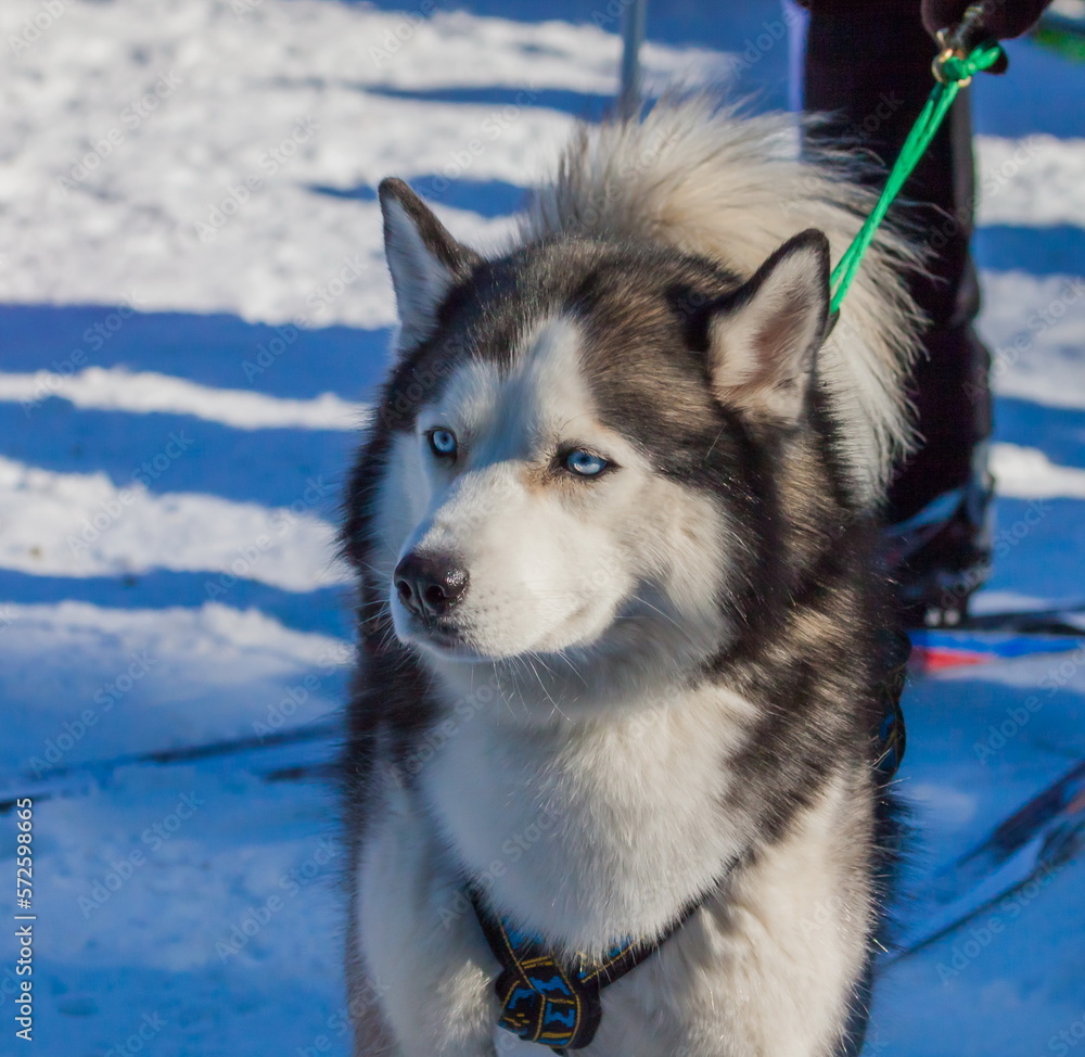 Naklejka premium Husky sled dog in harness close-up on the background of snow in winter