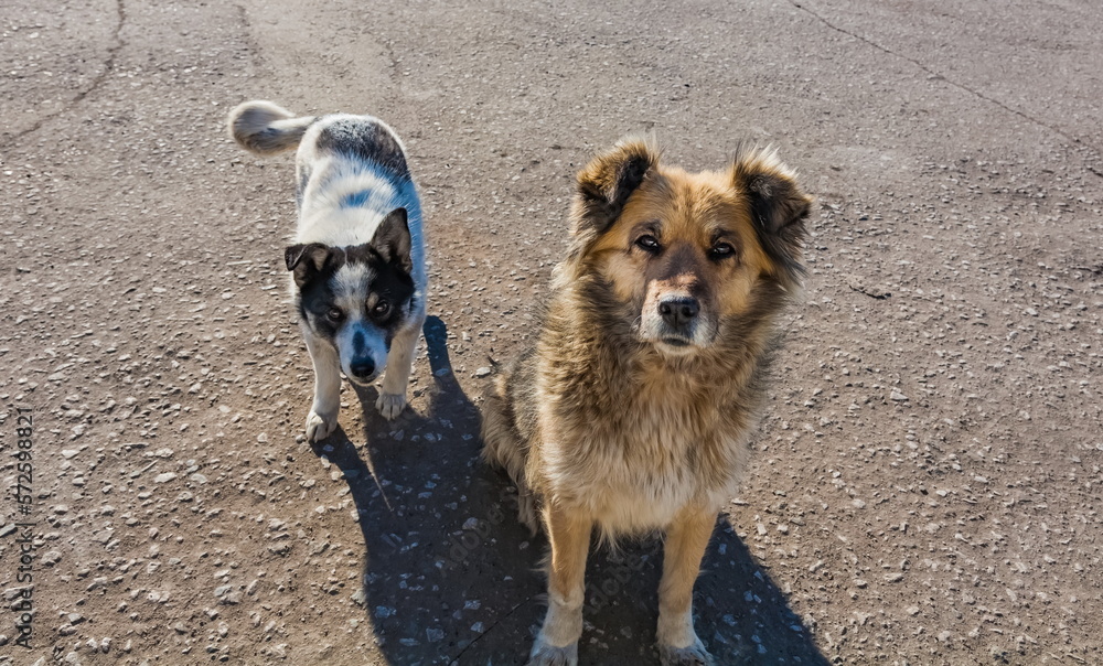 Mongrel yard dogs close-up on the background of asphalt in summer Mongrel yard dogs close-up on the background of asphalt in summer