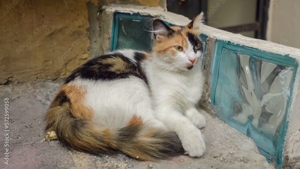 White ang yellow yard cat looking at camera White ang yellow yard cat looking at camera
