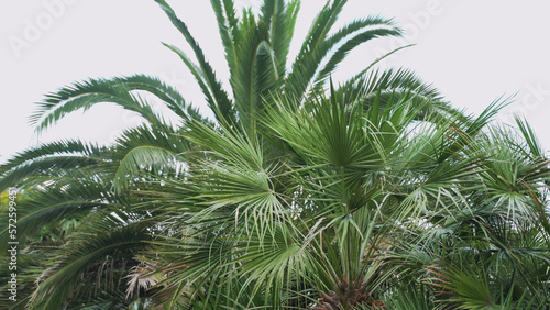 jpging camera past palm trees. © Maksim