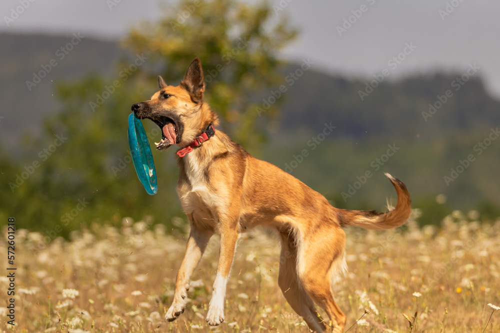 dog playing frisbee dog playing frisbee