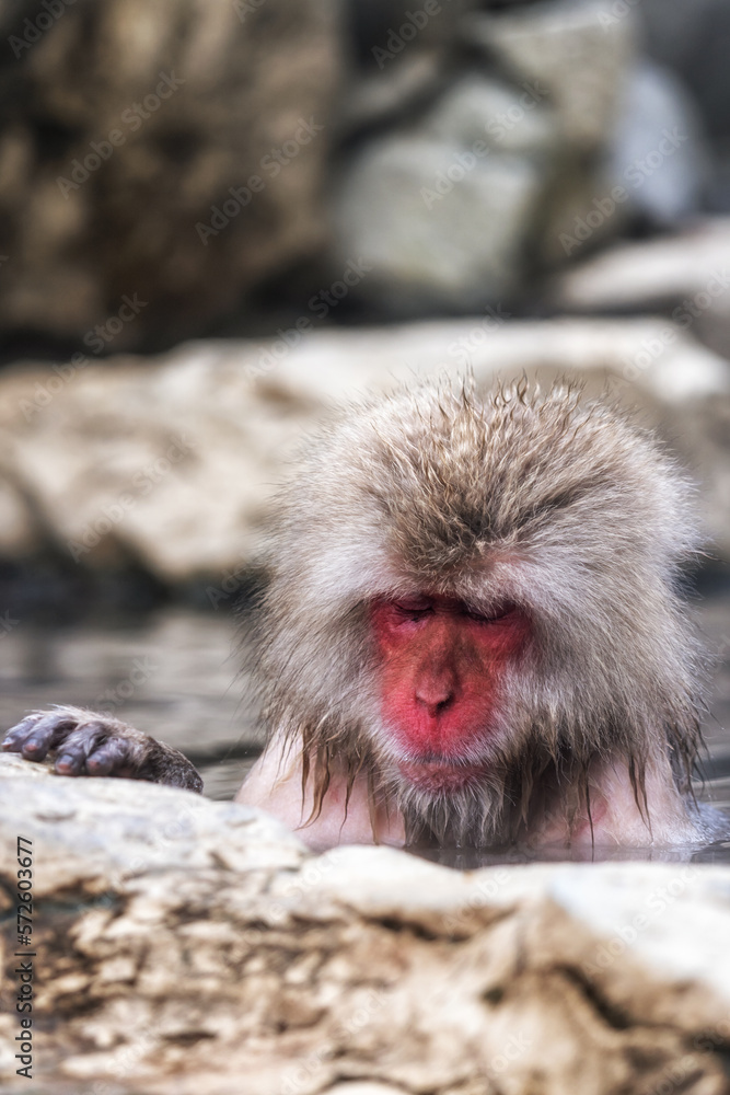 Naklejka premium Snow monkey in Jigokudani monkey park