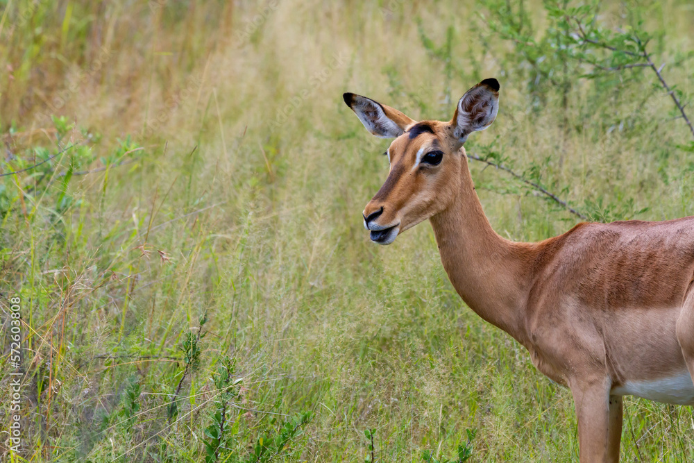 Young FEmale Impala