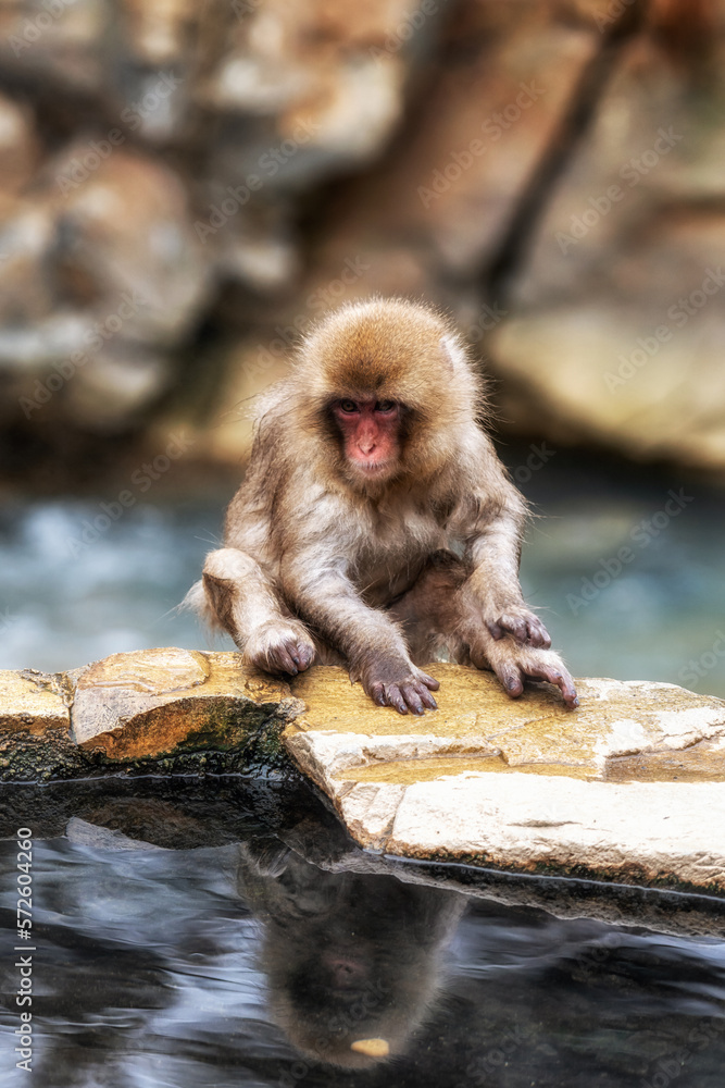 Fototapeta premium Snow monkey in Jigokudani monkey park