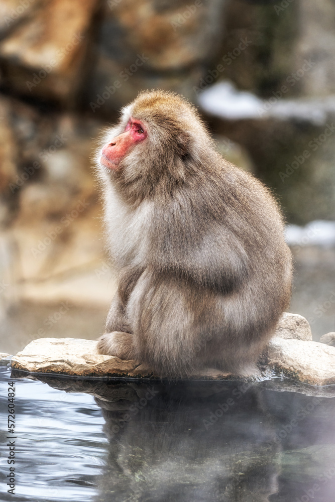 Snow monkey in Jigokudani monkey park Snow monkey in Jigokudani monkey park