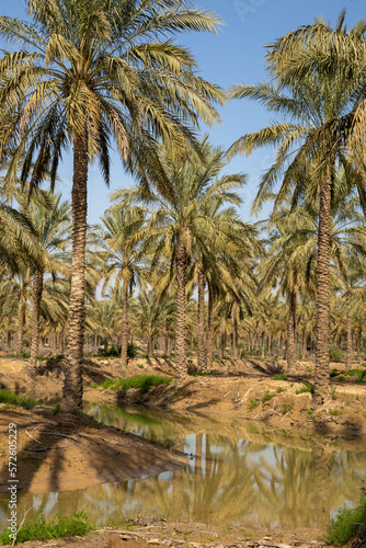 Date Palm Plantation, Abpakhsh, Bushehr, Iran © sghiaseddin