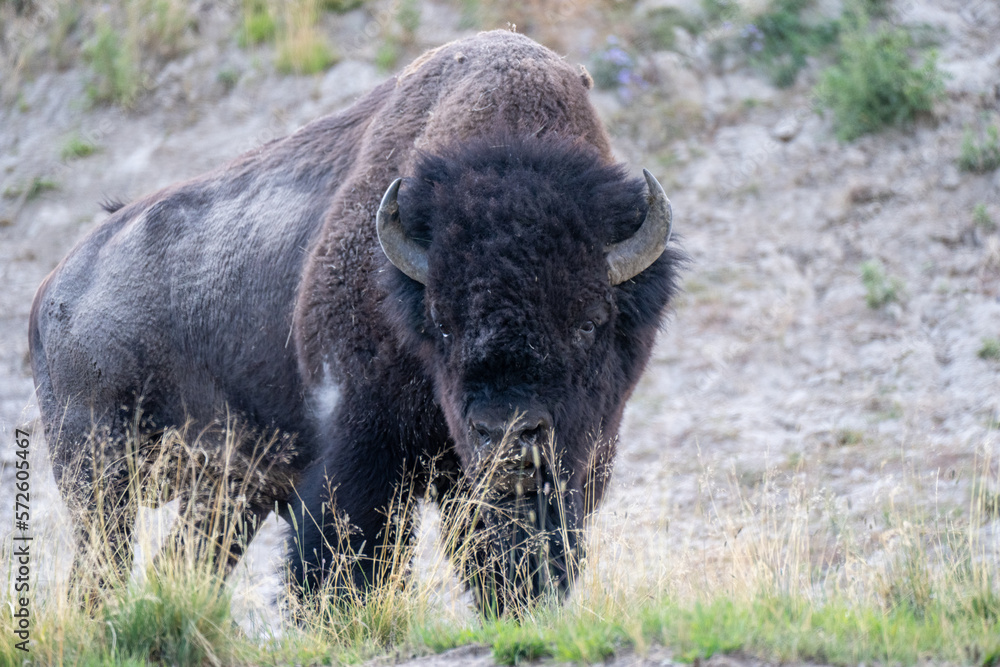 Fototapeta premium Bison