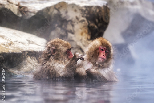 Canvas Print Snow monkey in Jigokudani monkey park