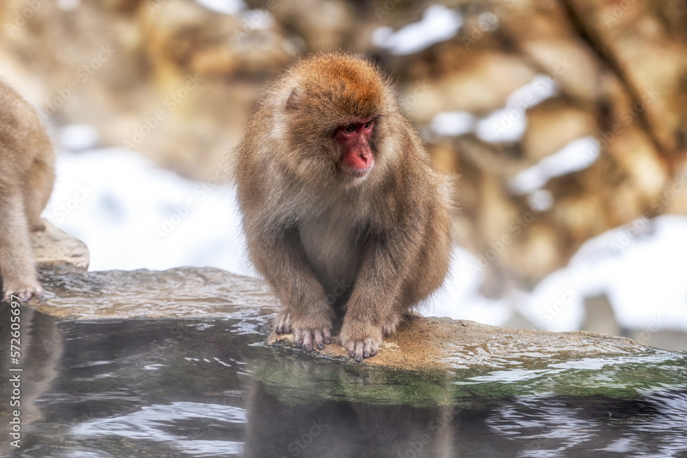 Snow monkey in Jigokudani monkey park Snow monkey in Jigokudani monkey park