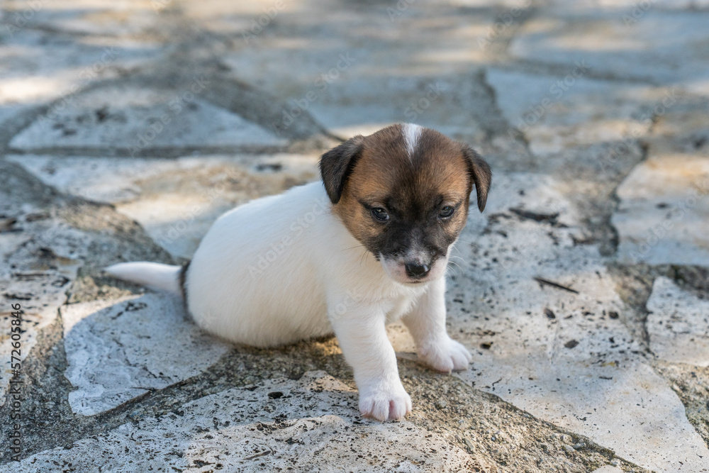 Puppies of jack Russell Terrier Puppies of jack Russell Terrier