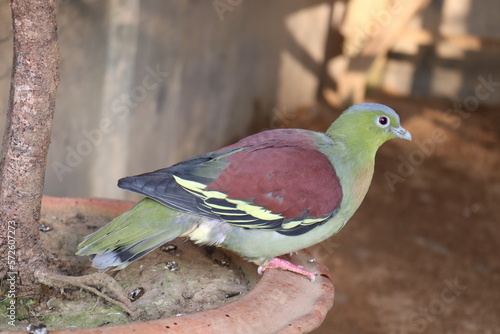 Collared dove, Streptopelia decaocto, single bird