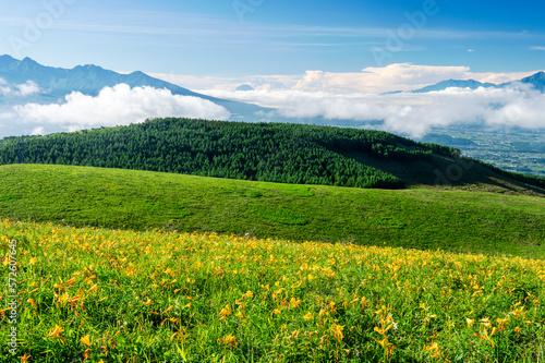八ヶ岳、南アルプス、富士山を背景に咲く車山高原のニッコウキスゲ