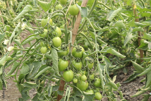 : Blurred Unripe green tomatoes growing on the garden bed
