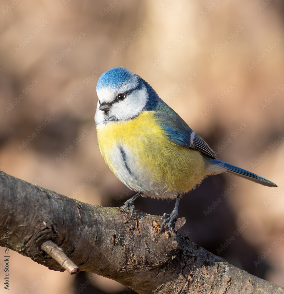Eurasian blue tit, Cyanistes caeruleus. A bird sits on a branch Eurasian blue tit, Cyanistes caeruleus. A bird sits on a branch