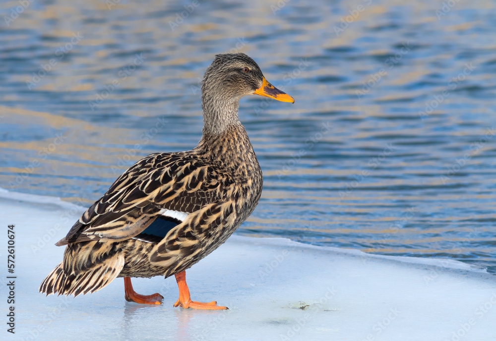 Mallard, Anas platyrhynchos. The male takes off from the surface of the river Mallard, Anas platyrhynchos. The male takes off from the surface of the river