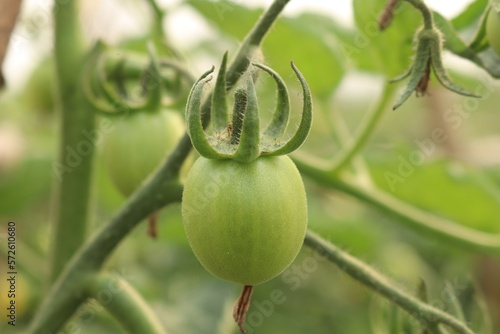  Unripe green tomatoes growing on the garden bed. Tomatoes in the greenhouse with the green fruits.