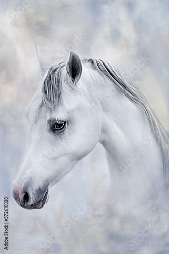 white horse stallion isolated on the gray background, horse portrait