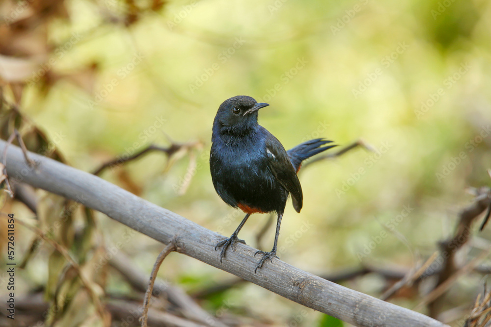 Indian robin male on tree branch , Copsychus fulicatus, Satara, Maharashtra Indian robin male on tree branch , Copsychus fulicatus, Satara, Maharashtra