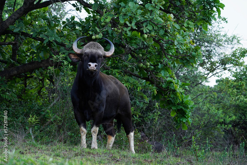 Indian Gaur also called the Indian bison, Bos gaurus,  Satara, Maharashtra photo